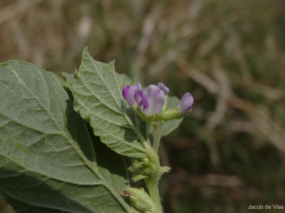 Cullen corylifolium (L.) Medik.